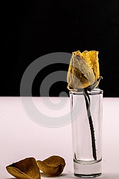 Old dried rose isolated against a black background.Lifeless rose flower on black.