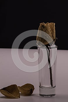 Old dried rose isolated against a black background.Lifeless rose flower on black.