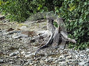 Old dried stumps on the shore of lake Uvildy photo