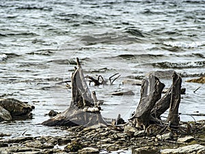 Old dried stumps on the shore of lake Uvildy photo