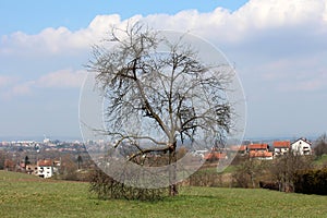 Old dried tree without leaves and with broken branches