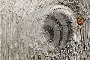 Old dried wood texture with a knot