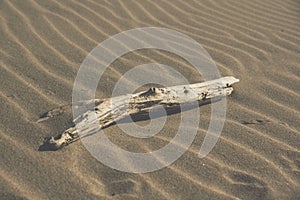 old drift wood on a sandy beach