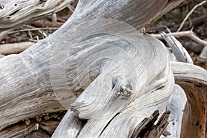 Old driftwood on the coast photo