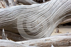 Old driftwood on the coast photo