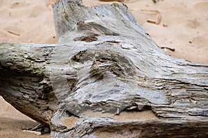 Old driftwood texture close up over beach background.