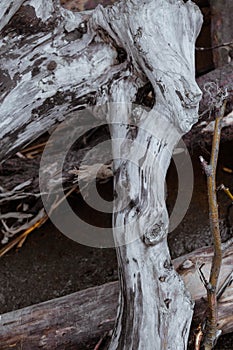 Old driftwood texture close up over beach background. photo