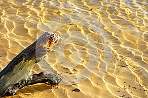 Old driftwood of a tree trunk against the background of transparent water of sandy shallow water in sunlight