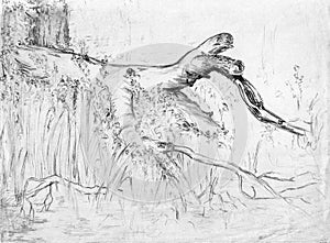 Old driftwood and vegetation on the river bank. A rough sketch.