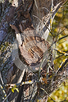 Old Dry Bark Stem Against Autumn Scenery  on Field of Polesye Natural Resort in Belarus