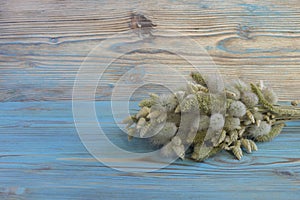 Old dry bouquet of Lagurus ovatus and Briza Poaceae on the blue wooden table. Vintage style background. Herbarium. Artistic