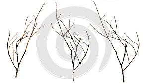 old dry branches blackberry, Sicks and twigs, wood bundle isolated on white background photo