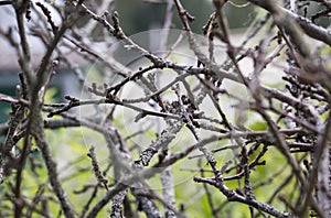 old dry branches with scab