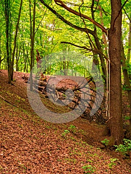 An old dry broken tree lies in the background and on a branch of a standing tree is an improvised swing