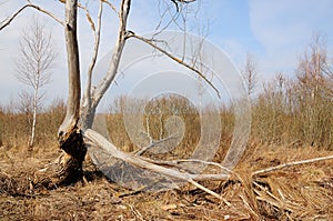 Old dry broken tree