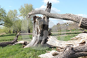 Old dry broken trees in nature reserve