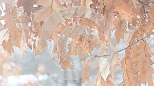 Old dry brown foliage of northern red oak blown by