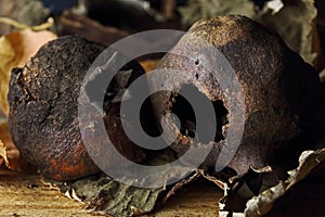 OLD DRY DAMAGED POMEGRANATE FRUIT