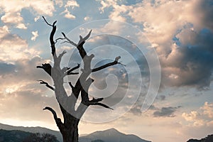 Old dry dead tree with branches against atmospheric sky background