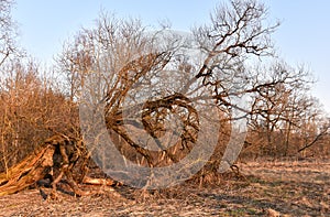 Old dry dead tree in forest against blue sky in spring or autumn season