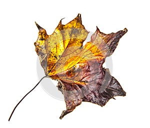 Old dry fallen autumn leaf
