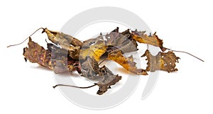 Old dry fallen autumn leaves