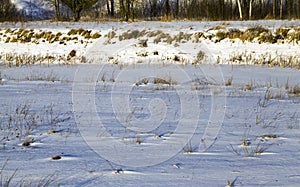 frozen plants