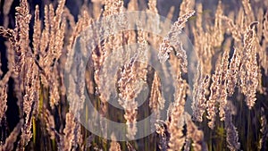 Old dry grass panicles