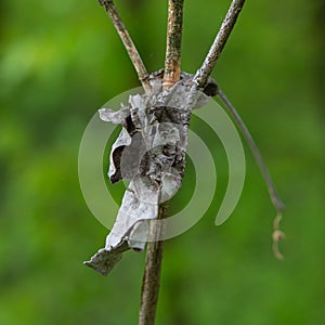 Old dry leaf on a branch of a plant on a green background