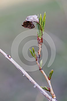 An old dry leaf and a young green leaf at the same time on a tree branch. Photo of nature in spring.