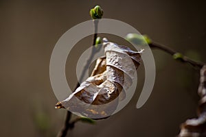 Old dry leaves and new buds on the branches of the tree