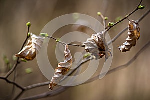Old dry leaves and new buds on the branches of the tree