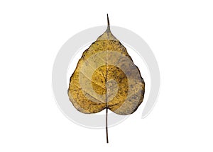 old and dry peepul leaf