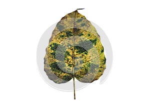 old and dry peepul leaf
