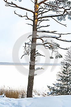 Old dry pine covered with a snow during cold winter day