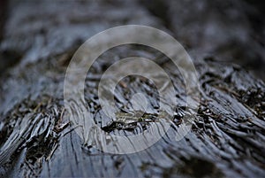 Old dry texture of tree bark