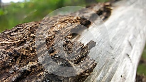 Old dry texture of tree bark