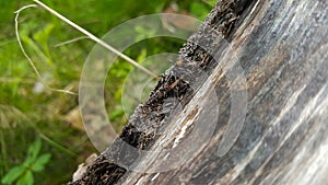 Old dry texture of tree bark