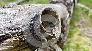 Old dry texture of tree bark
