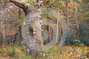 Old tree in autumn forest