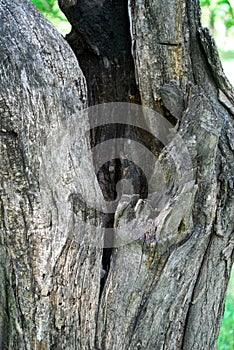 Old dry tree, bark texture, hollow. Close-up