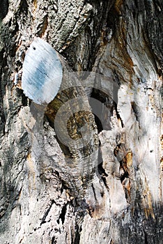 Old dry tree, bark texture, hollow