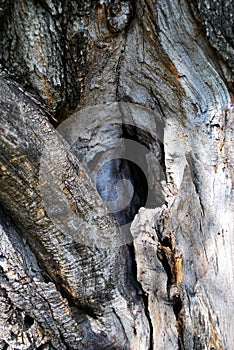 Old dry tree, bark texture, hollow