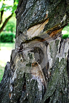 Old dry tree, bark texture, hollow.