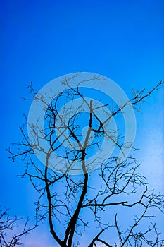 Old dry tree with branches and no leaves against a blue sky which can be used as a background, abstract green leaf on blue sky