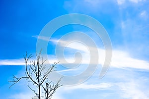 Old dry tree with branches and no leaves against a blue sky which can be used as a background, abstract green leaf on blue sky