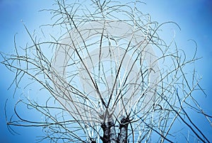 Old dry tree with branches and no leaves against a blue sky which can be used as a background, abstract green leaf on blue sky
