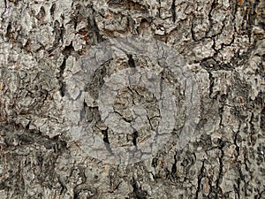 old dry tree brown bark background and tree bark wooden texture, close up of the tree bark