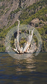 Old dry tree emerging from Lacar lake