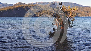 Old dry tree emerging from Lacar lake